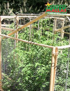 tomato cage and plants