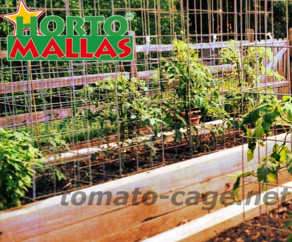 tomato crops using the cages for get a good growth.