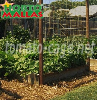 tomato crops using the crops cage for your growth.