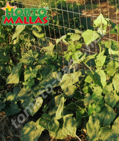 crops cage used for the tutoring of the tomato crops.