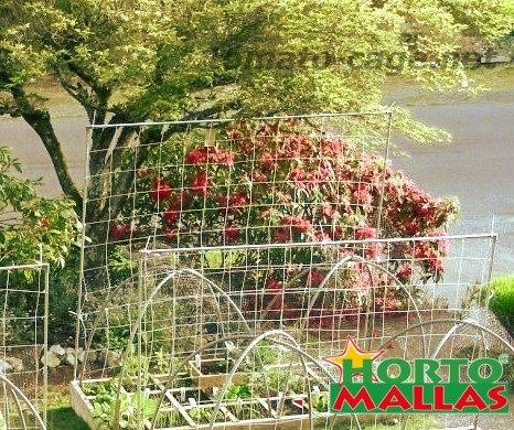 cage used for the tutoring of the tomato crops.