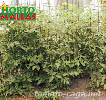 crops cages used for tutoring of the tomato crops.