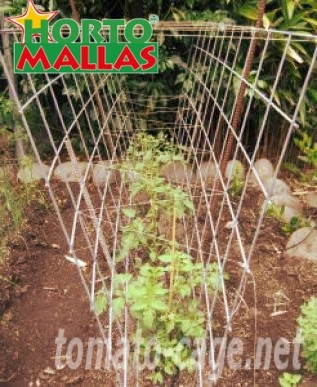 tomato crop inside of the tomago cage