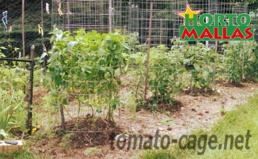 Tomato plants using the tomato cage for them tutoring.