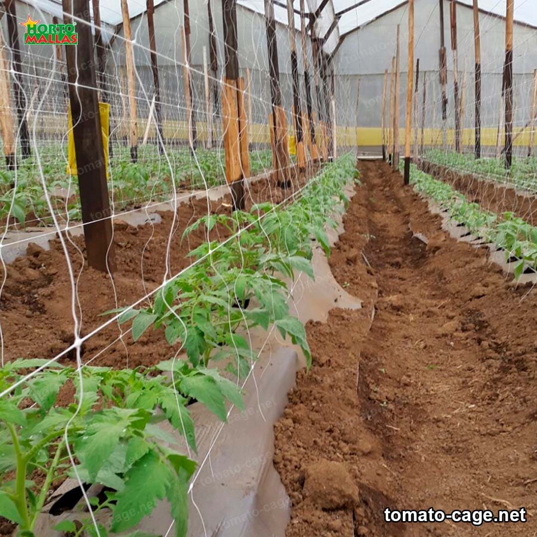 The operation of a tomato growing cage